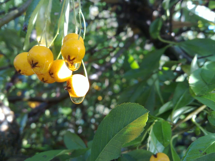 close up of berries in tree in outdoor setting