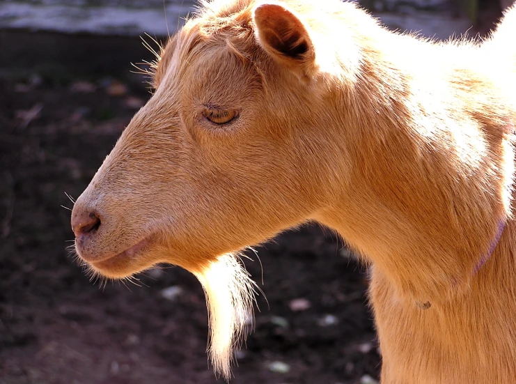 this is a portrait of a calf in the sunshine