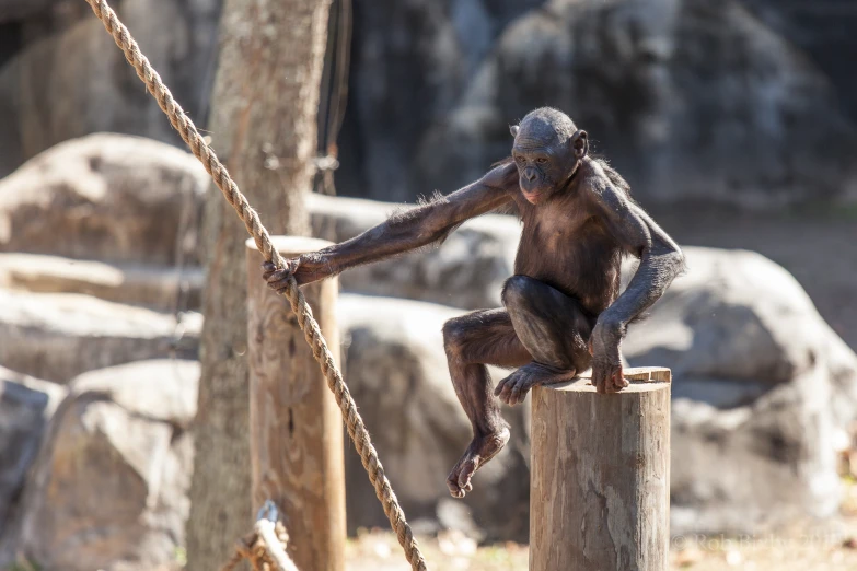 a little monkey is standing on top of a rope