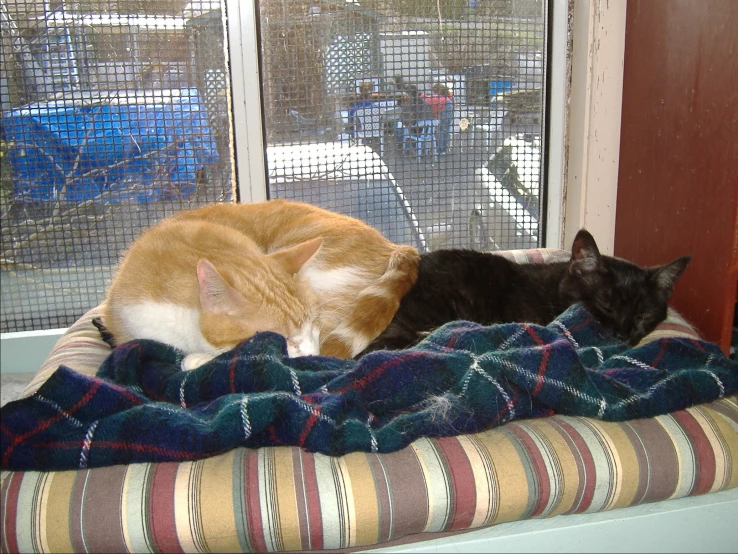 two cats sleeping on top of a blanket by the window
