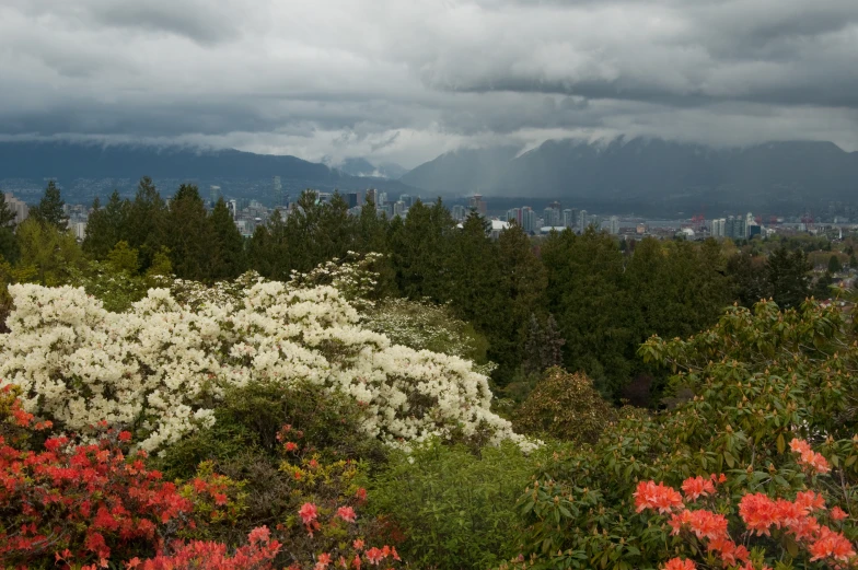 red, white and pink flowers with rain coming in