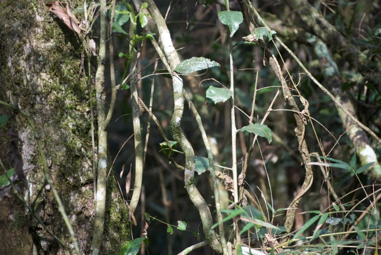 the woods are covered with green leaves and vines