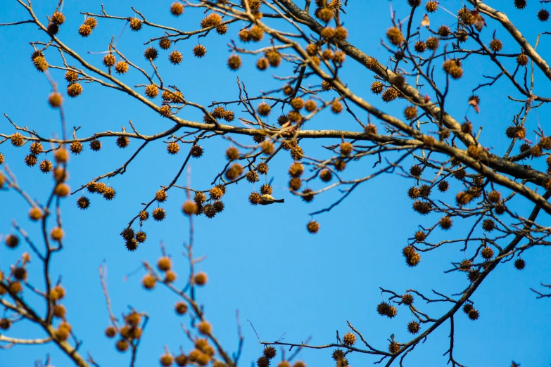 a large tree filled with lots of brown berries