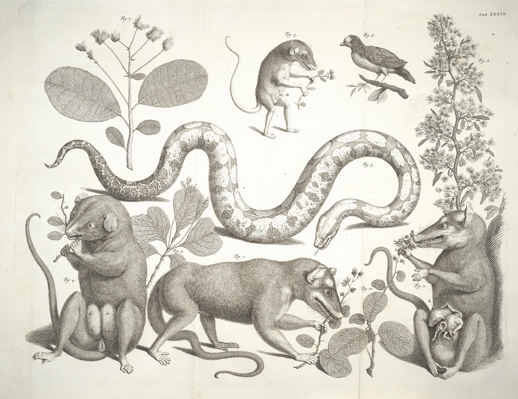 a group of animals is shown in the drawing