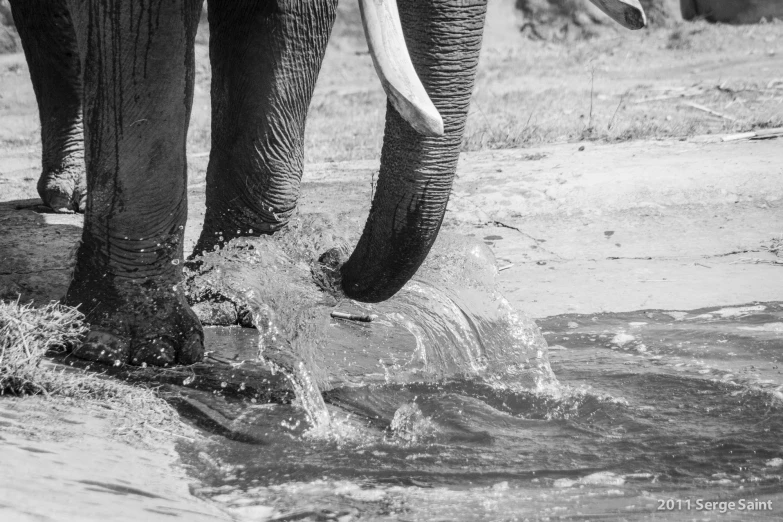 a baby elephant is shaking up water as an adult elephant looks on