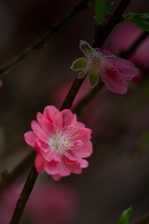 a couple of small pink flowers blooming