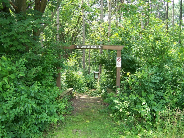 a forest with a few trees and bushes