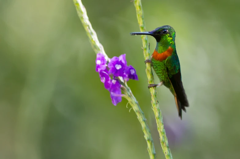 a bird is sitting on top of a thin stalk