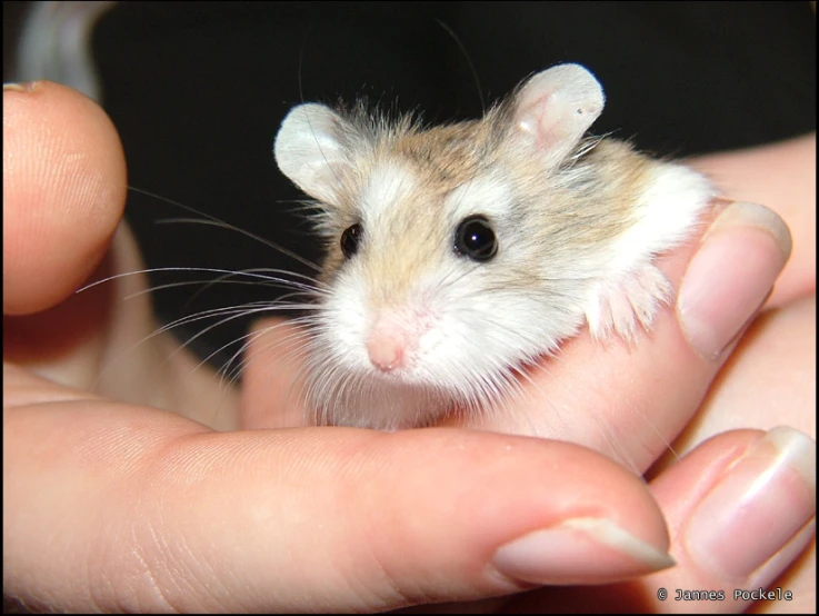a small hamster that is in someone's hand