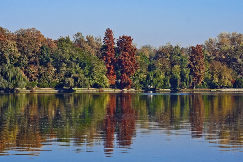 the view of trees from across a lake