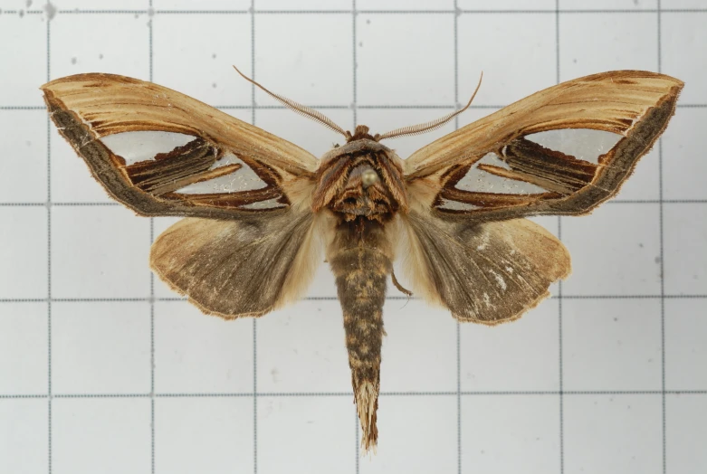 a big moth hanging upside down on the tile