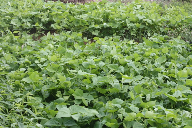 a large green field with a large group of leaves