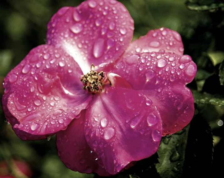 a purple flower with water droplets on it