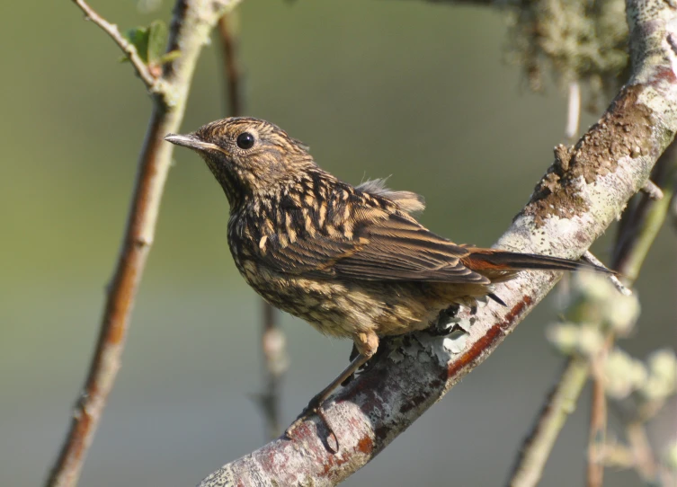 a brown bird on a tree nch in the forest