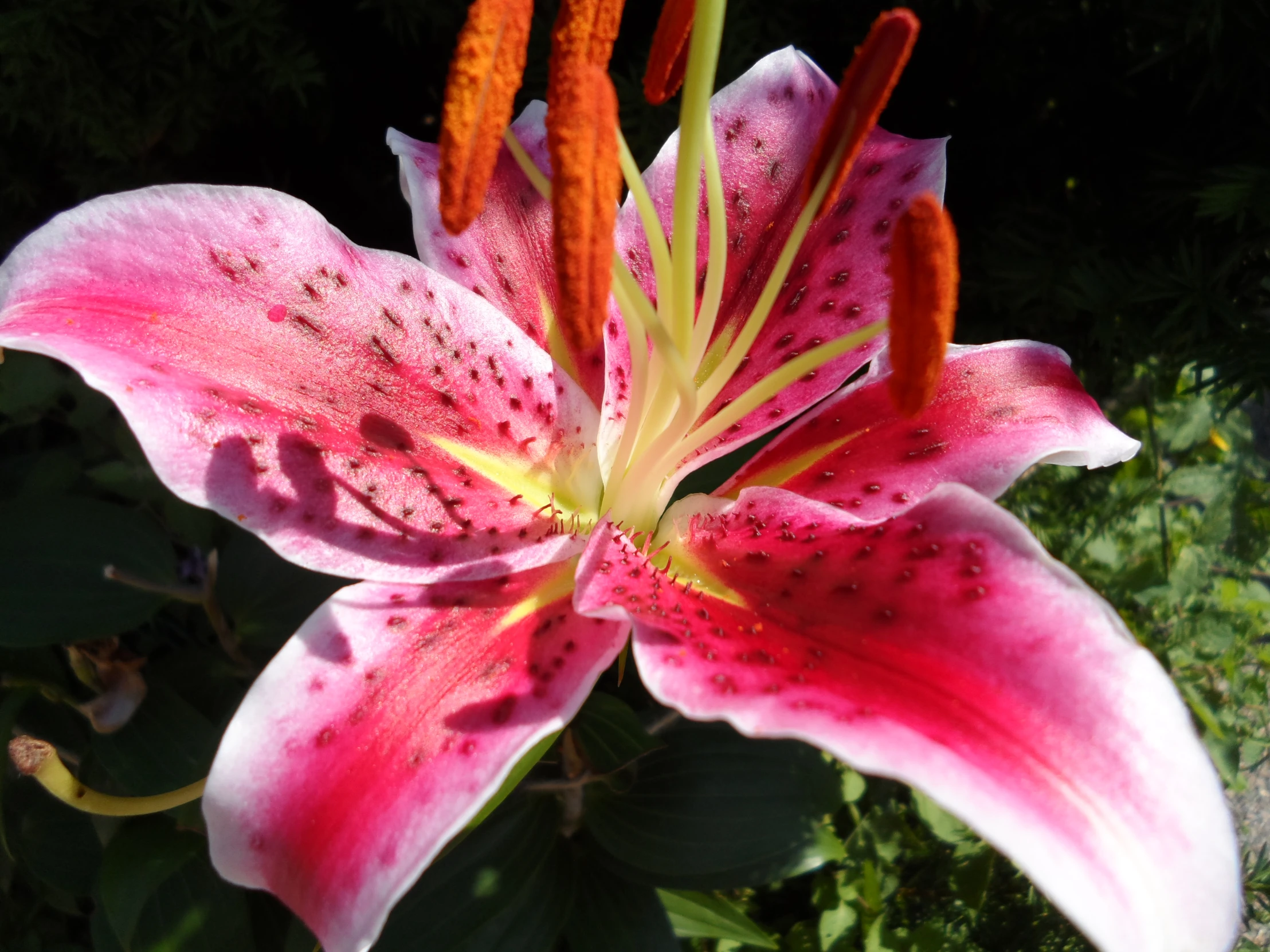 a pink flower with white and red centers in its center