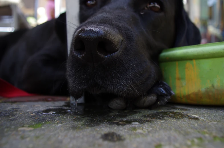 a black dog laying on top of a wooden table