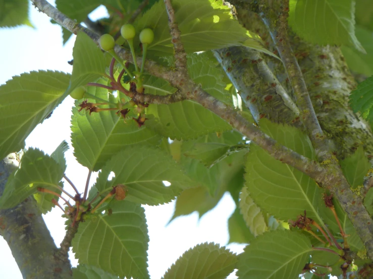 the nches of a cherry tree are green