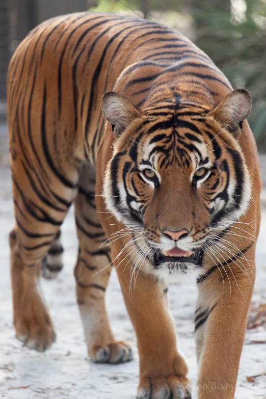 a tiger standing in the snow looking at soing