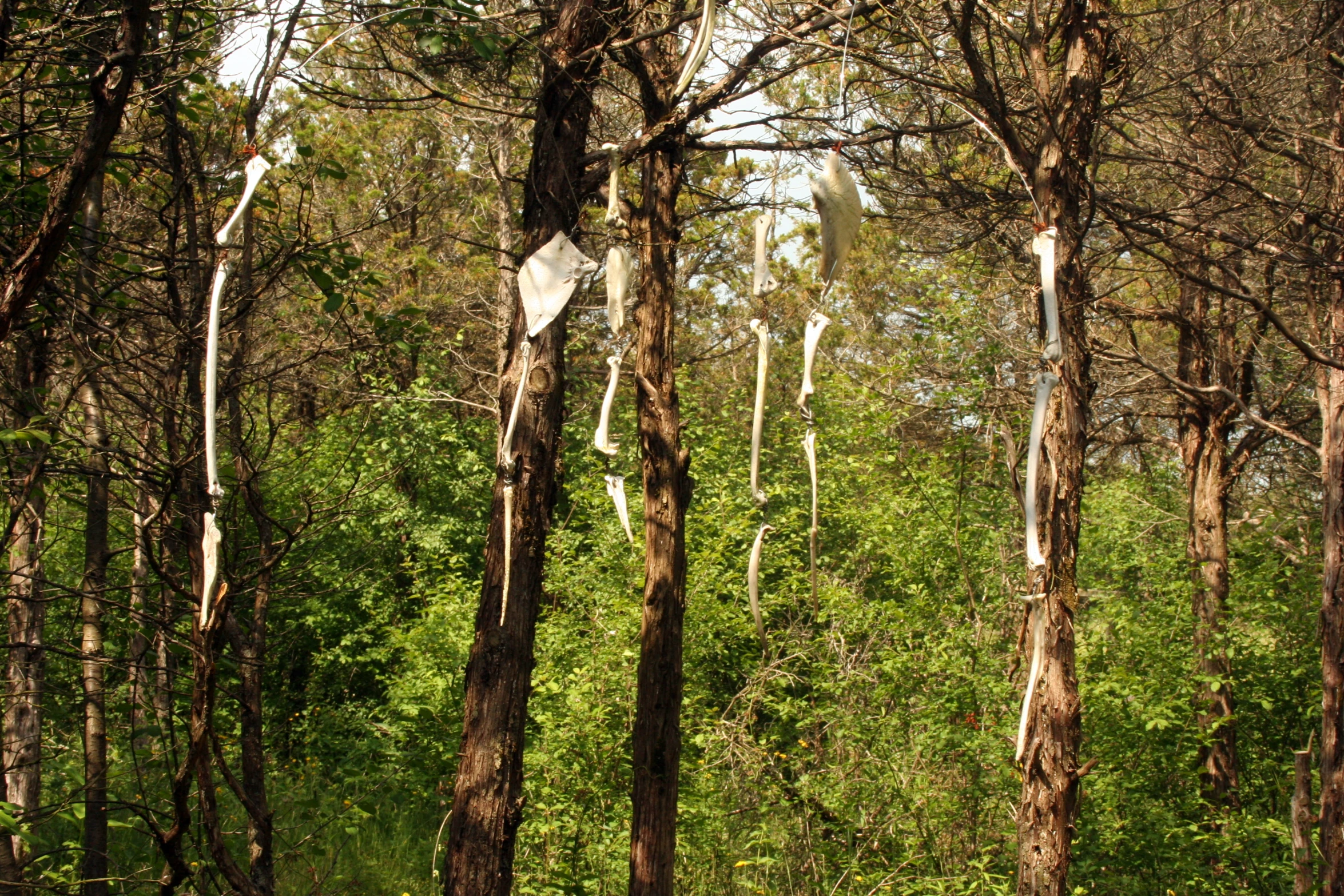 signs hanging in the trees line up against the green