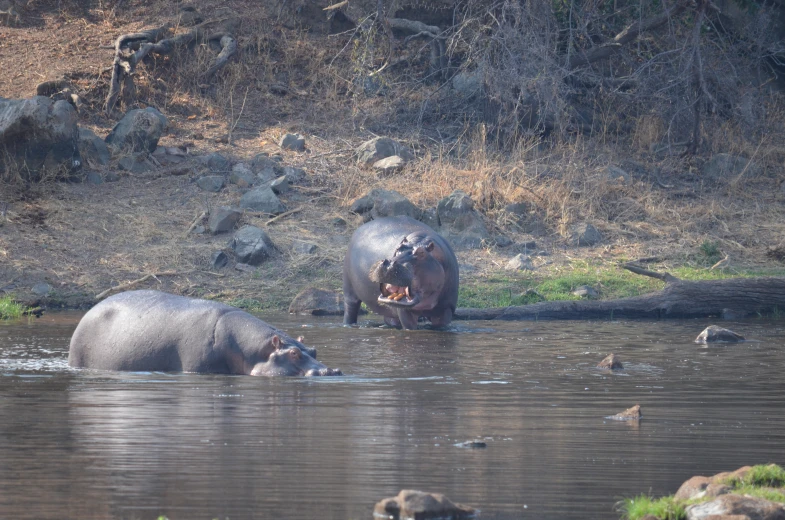 two hippos in a body of water with their mouths open