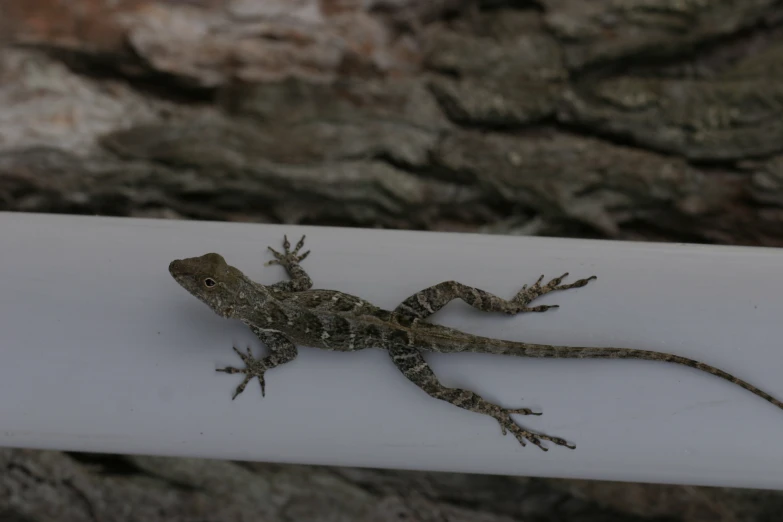 a gecko sits atop a large sheet near some rocks