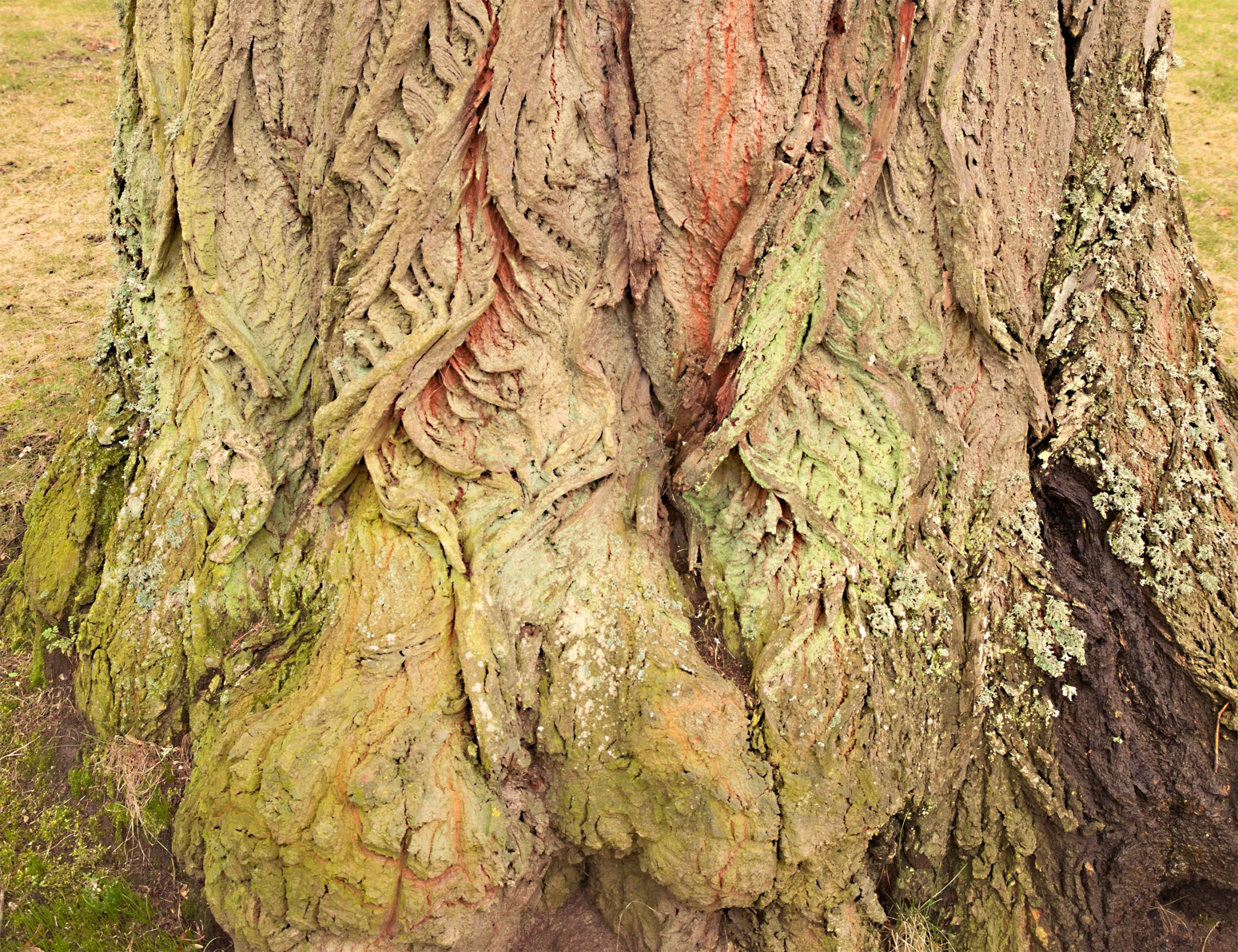 a po of the trunk of a very big old tree