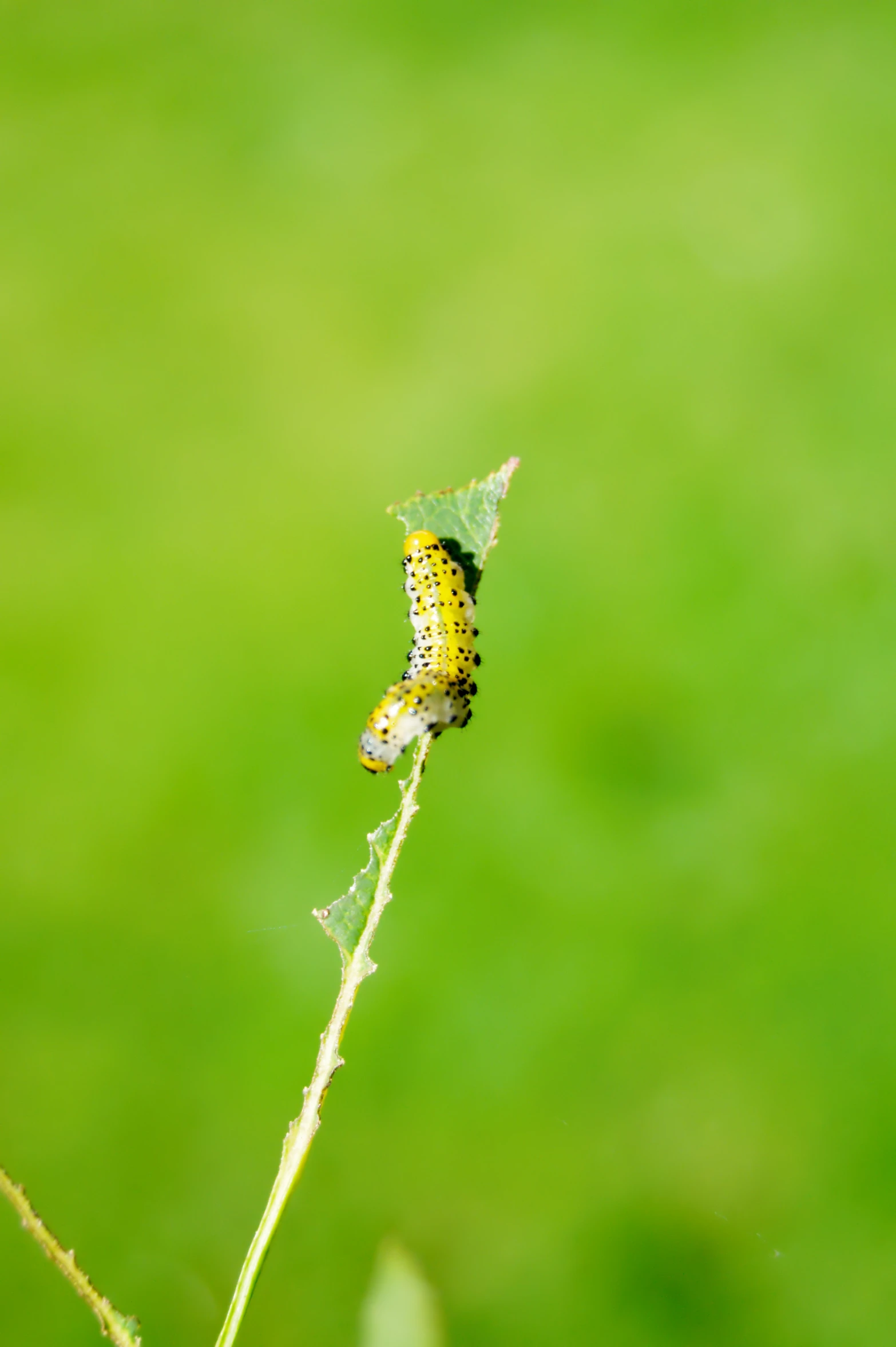 two colorful bugs on a leaf in the grass