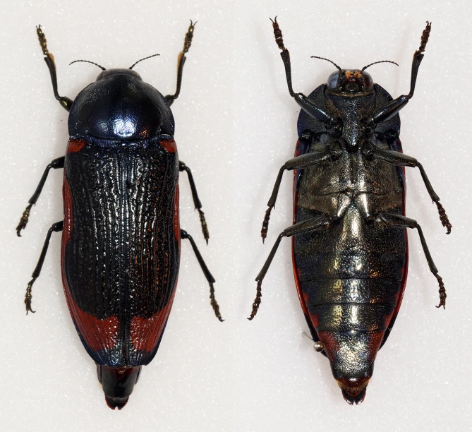 two black bug bugs with silver spots