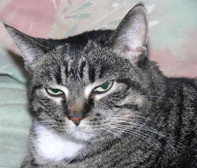 the grey and white cat is laying on a bed