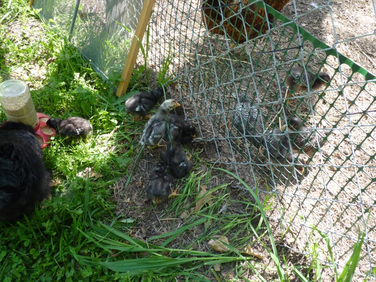 a chicken coop with chickens sitting inside of it