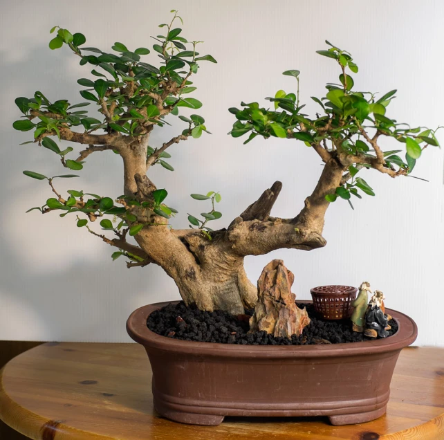 an bonsai tree is shown on a table