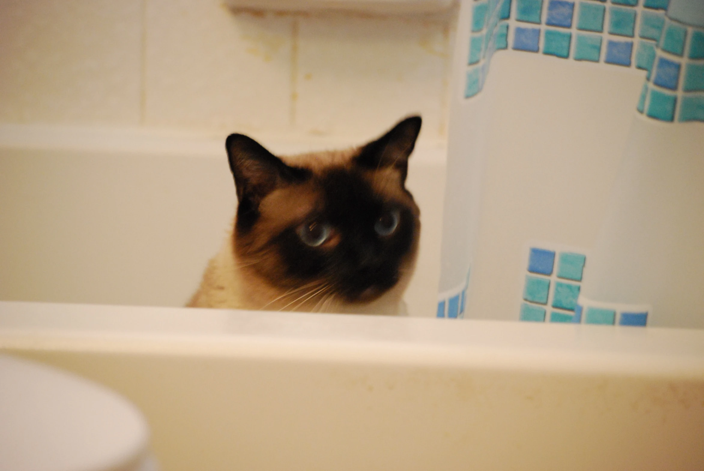 cat sitting in the bath tub with the curtain open
