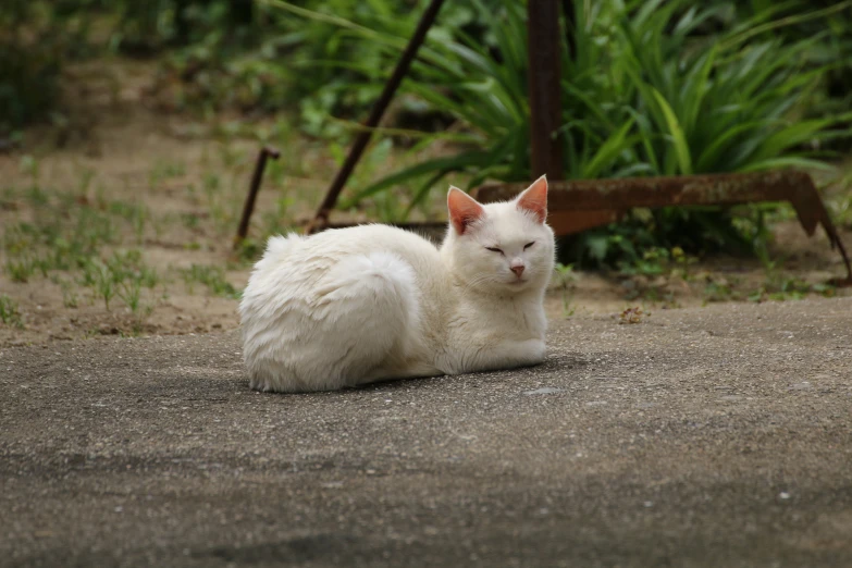 a white cat sitting on a cement surface