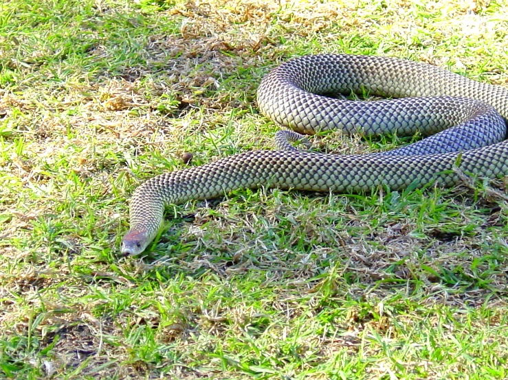 the snake is curled up on the green grass