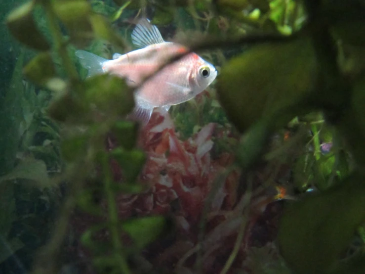 a fish that is sitting on the ground in some water