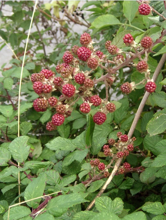 some berries hanging off the nches of a tree