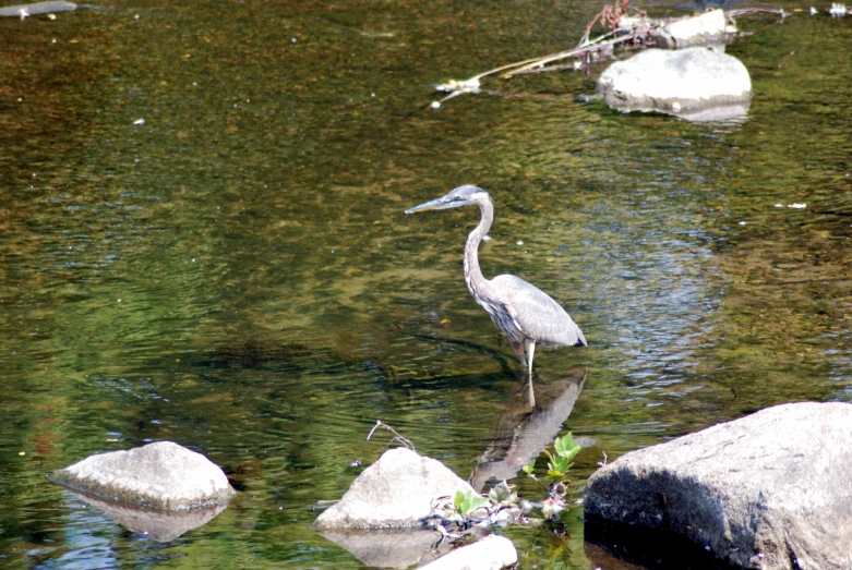 a bird stands in the water next to rocks