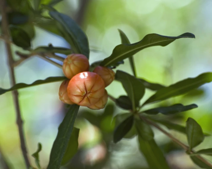 small orange flowers on a nch against the sunlight