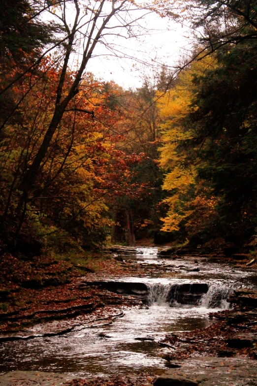 a small creek running through a forest filled with lots of trees