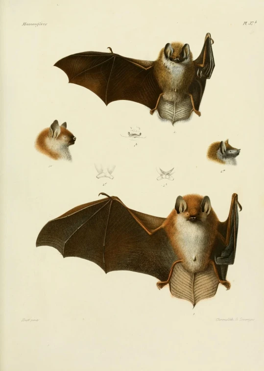 a group of bats hanging out over an area
