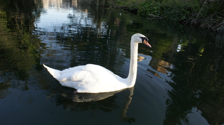 a large white swan swims on the surface of the water