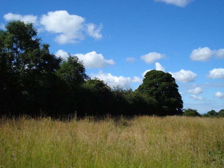 grassy field and trees under blue sky with fluffy white clouds