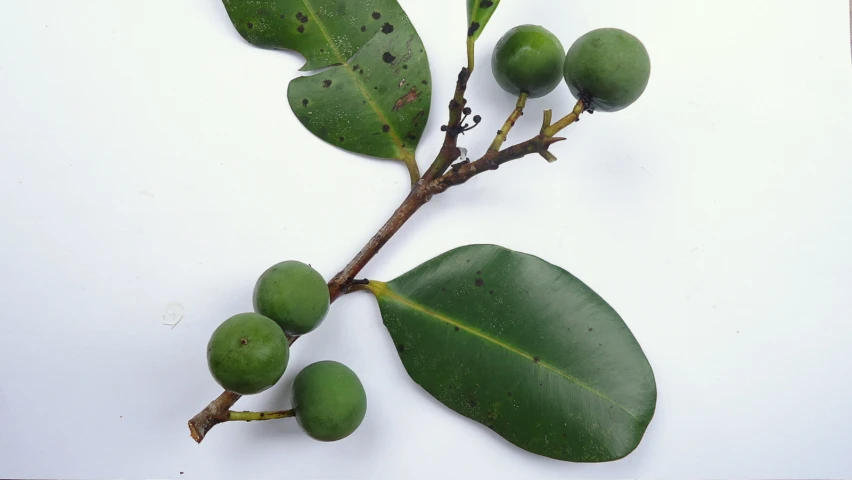 some leaves and nches with fruits hanging on it