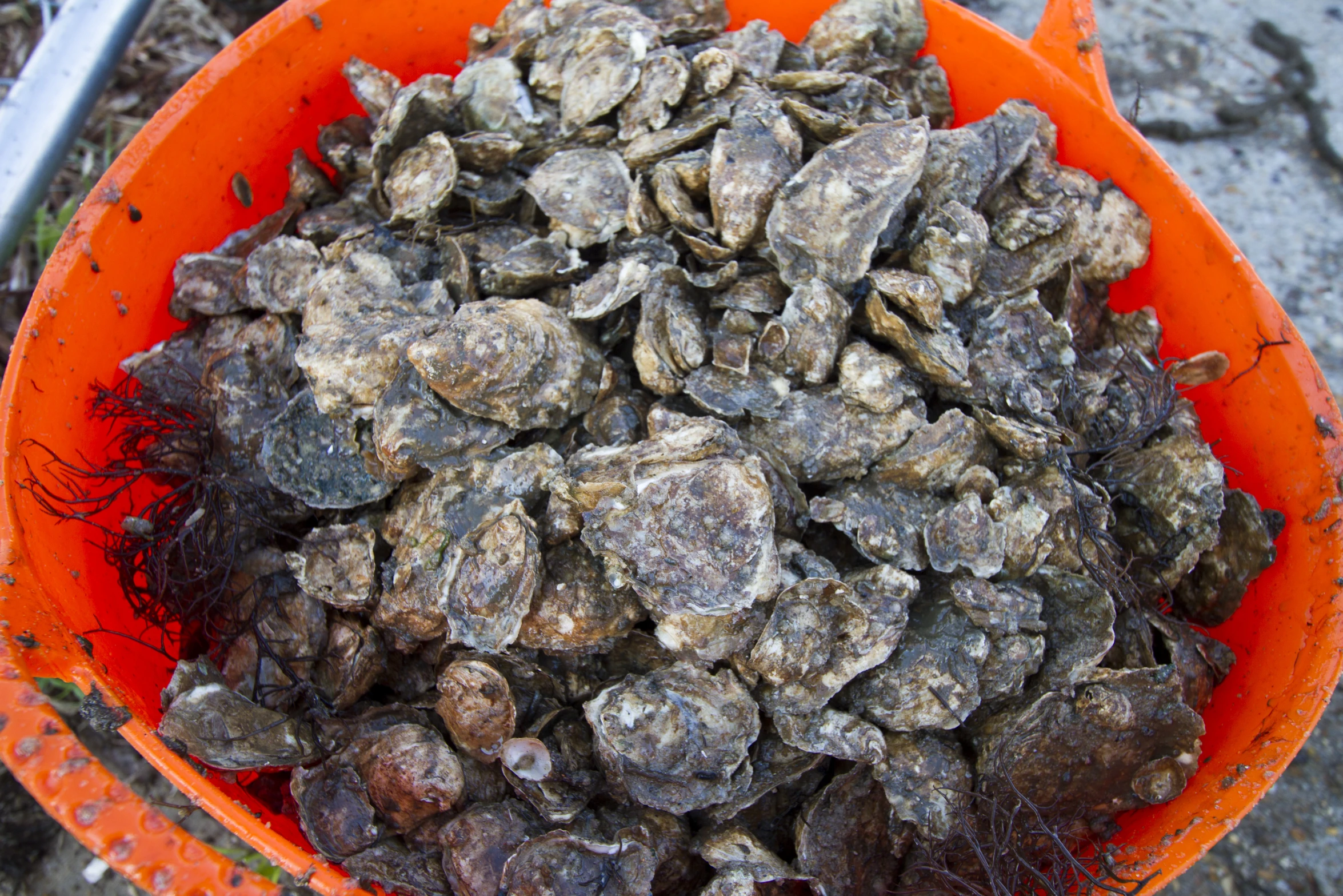 a container filled with mussels and dirt