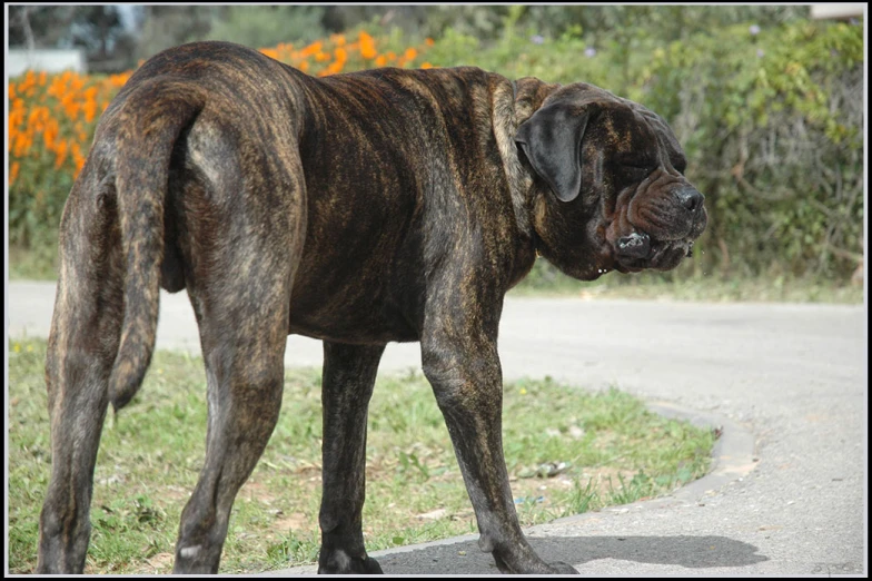 a large brown dog standing next to a street