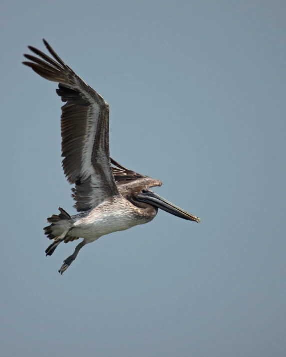 a white and black bird flying in the sky