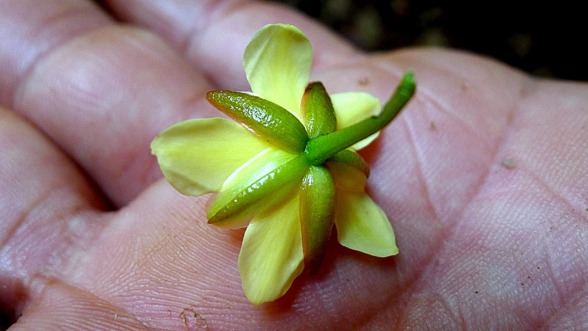 tiny flower sitting on the palm of someone's hand