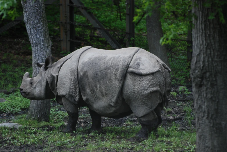 a rhinoceros eating in a forest clearing