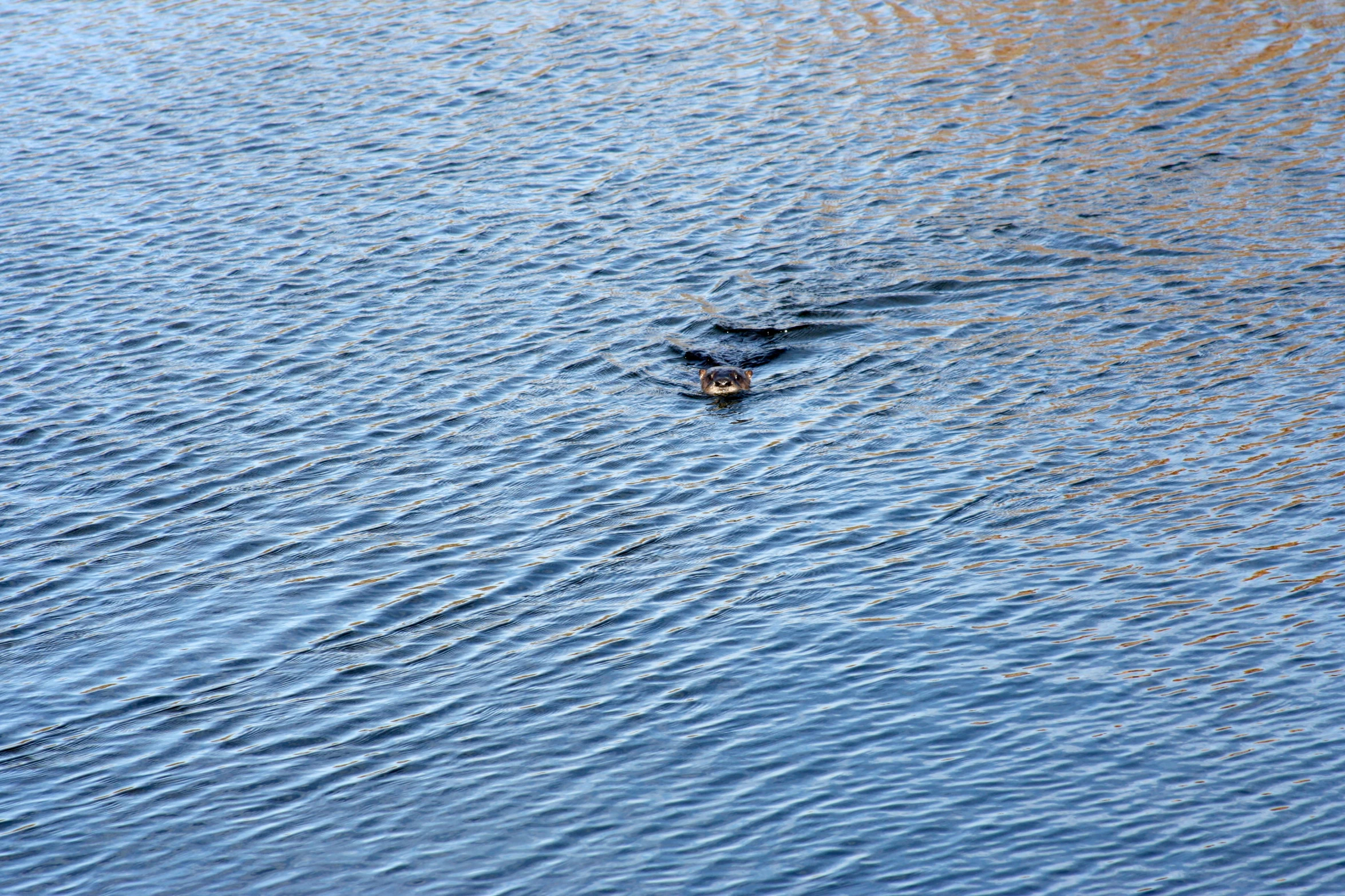 two ducks swimming on top of blue water