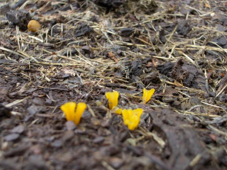 three small yellow flowers in some soil